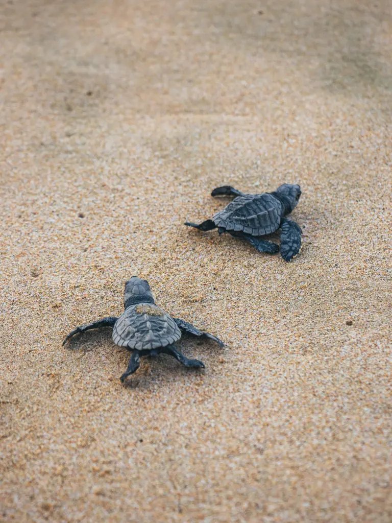 Kurztour in Costa Rica - Tortuguero Nationalpark & Selva Bananito